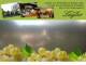 Spitz (Wachau) 11.07.2025 15:53