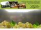 Spitz (Wachau) 11.07.2025 15:53