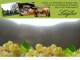 Spitz (Wachau) 04.05.2025 15:54