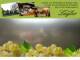 Spitz (Wachau) 08.06.2025 15:53
