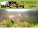 Spitz (Wachau) 08.06.2025 15:53