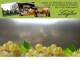 Spitz (Wachau) 06.07.2025 15:53
