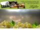 Spitz (Wachau) 10.05.2025 15:54