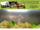 Spitz (Wachau) 07.07.2025 15:53