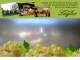Spitz (Wachau) 29.04.2025 15:54
