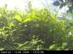 Presseggersee 14.06.2025 15:47