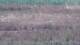 Les Landes-Genusson 09.07.2025 15:16