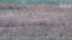 Les Landes-Genusson 05.07.2025 15:16