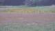 Les Landes-Genusson 15.06.2025 15:16