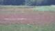Les Landes-Genusson 09.07.2025 15:16