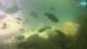 Brijuni 08.07.2025 15:28