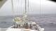 Le Ponant 30.04.2025 15:32