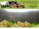 Spitz (Wachau) 09.07.2025 16:53