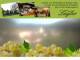 Spitz (Wachau) 11.07.2025 16:53
