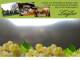 Spitz (Wachau) 11.07.2025 16:53