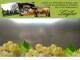 Spitz (Wachau) 04.05.2025 16:54