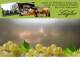 Spitz (Wachau) 08.06.2025 16:53