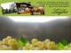 Spitz (Wachau) 06.07.2025 16:53