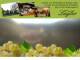 Spitz (Wachau) 10.05.2025 16:54
