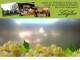 Spitz (Wachau) 07.07.2025 16:53