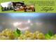 Spitz (Wachau) 29.04.2025 16:54