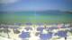 Pittulongu (Sardegna) 22.06.2025 16:58