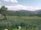 Cantalupo Ligure 06.07.2025 16:04