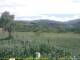 Cantalupo Ligure 07.07.2025 16:04