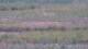 Les Landes-Genusson 09.06.2025 16:16