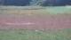 Les Landes-Genusson 09.07.2025 16:16