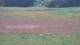 Les Landes-Genusson 10.07.2025 16:16