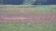 Les Landes-Genusson 10.07.2025 16:16