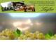 Spitz (Wachau) 30.04.2025 17:54