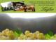 Spitz (Wachau) 09.07.2025 17:53