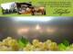 Spitz (Wachau) 11.07.2025 17:53
