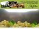 Spitz (Wachau) 11.07.2025 17:53