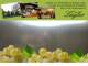 Spitz (Wachau) 04.05.2025 17:54