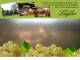 Spitz (Wachau) 08.06.2025 17:53