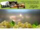 Spitz (Wachau) 14.06.2025 17:53