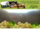 Spitz (Wachau) 10.05.2025 17:54
