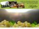 Spitz (Wachau) 07.07.2025 17:53