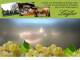 Spitz (Wachau) 29.04.2025 17:54