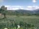 Cantalupo Ligure 07.07.2025 17:04