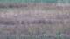 Les Landes-Genusson 09.07.2025 17:16