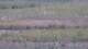 Les Landes-Genusson 08.06.2025 17:16