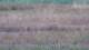 Les Landes-Genusson 05.07.2025 17:16