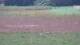 Les Landes-Genusson 09.07.2025 17:16