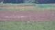 Les Landes-Genusson 10.07.2025 17:16