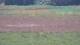 Les Landes-Genusson 10.07.2025 17:16