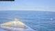 Norwegian Pearl 29.04.2025 17:27